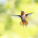Hummingbird by lynne5477
