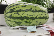 3rd Aug 2020 - Watermelon Day