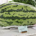 Watermelon Day by spanishliz