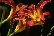 3rd Aug 2020 - Day lilies 