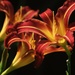 Day lilies  by 365projectmaxine