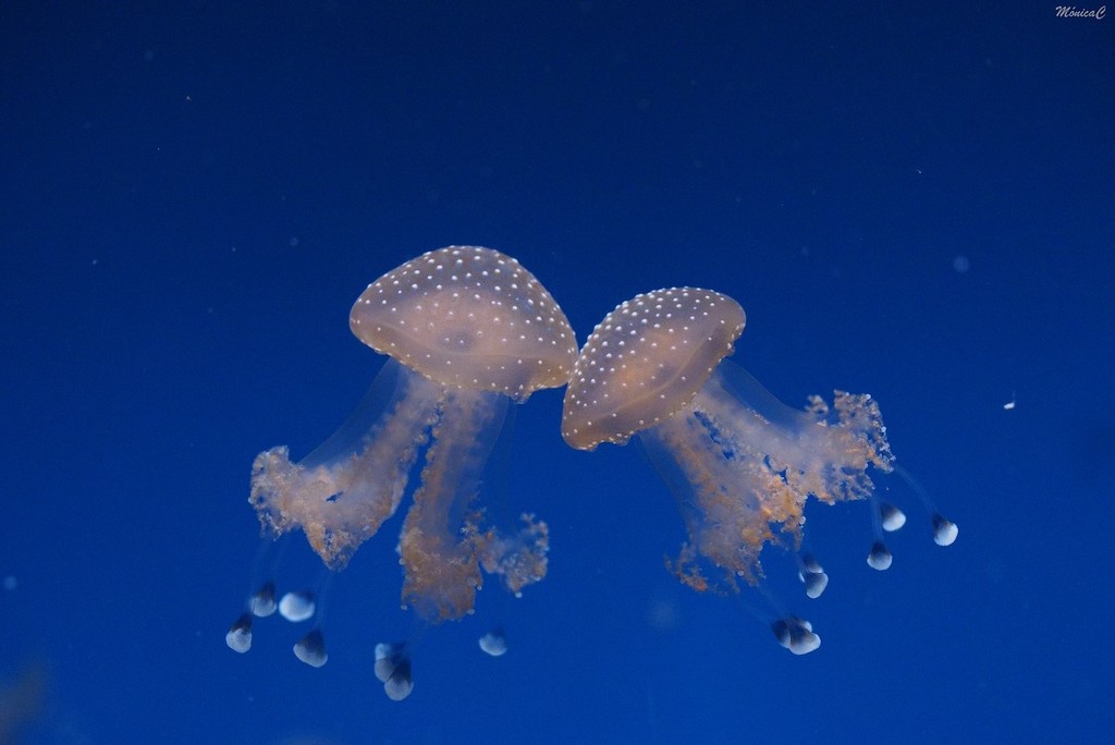 Jellyfish by monicac