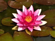 1st Aug 2020 - Waterlily