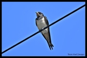 3rd Aug 2020 - Young swallow 
