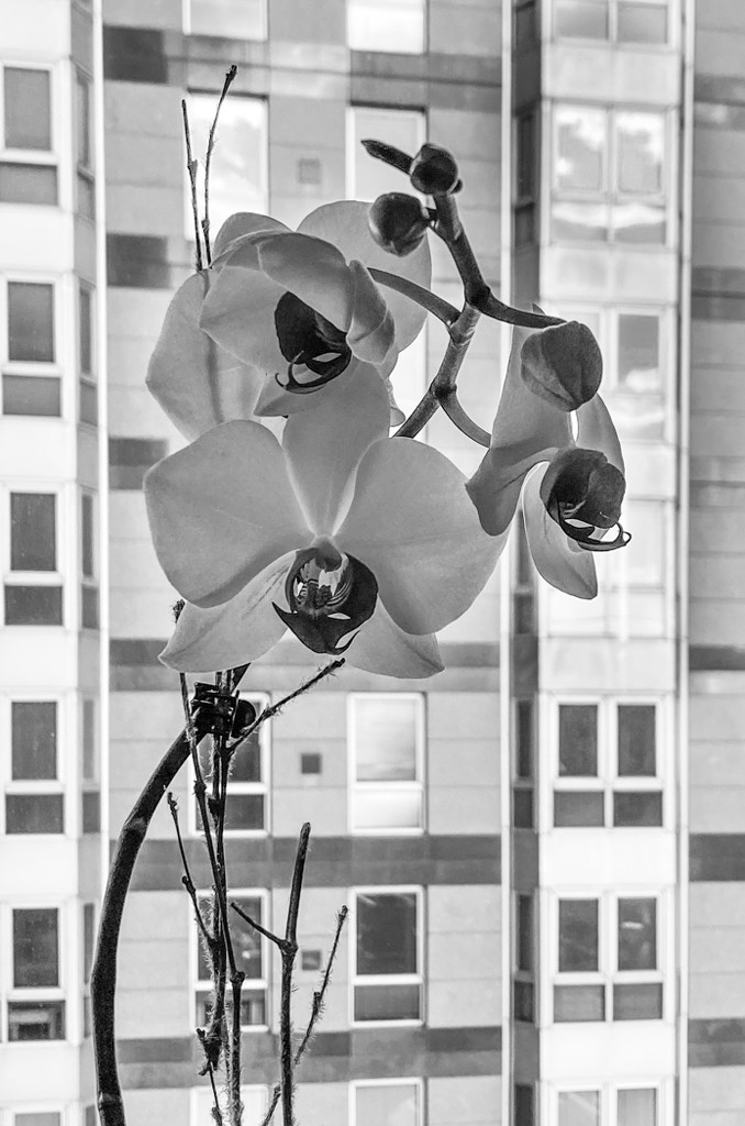 Orchid meets Urban by sprphotos
