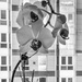 Orchid meets Urban by sprphotos