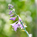 Hosta Flower by gardencat