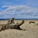 2/8/20 - Driftwood by wag864
