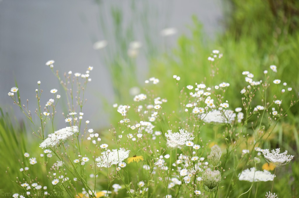 Wildflowers on the pond  by mwbc