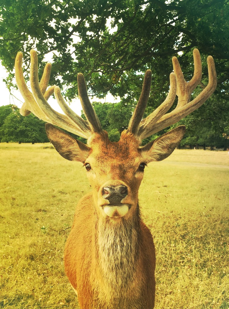 Oh deer! by andycoleborn