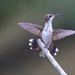 LHG-0240- hummer young male by rontu