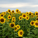 Sunflowers, Cloudy Day by lsquared