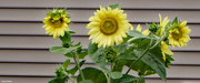 3rd Aug 2020 - Sunflowers