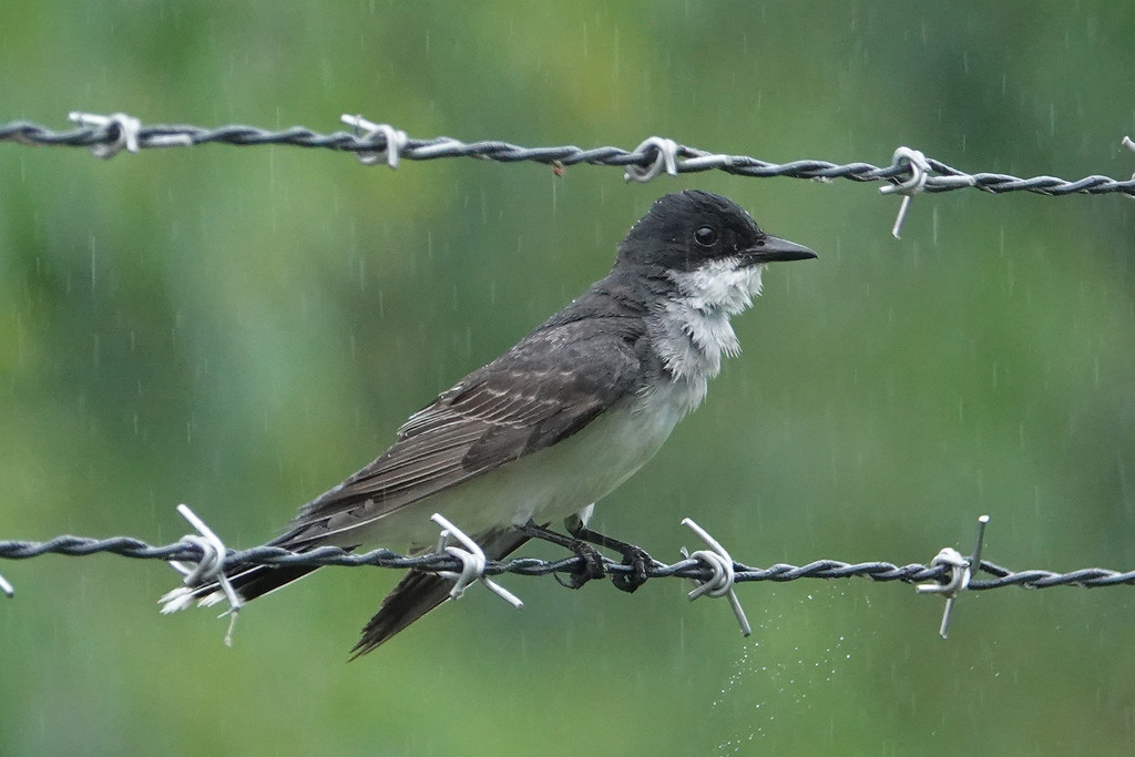 Eastern Kingbird in the rain by annepann