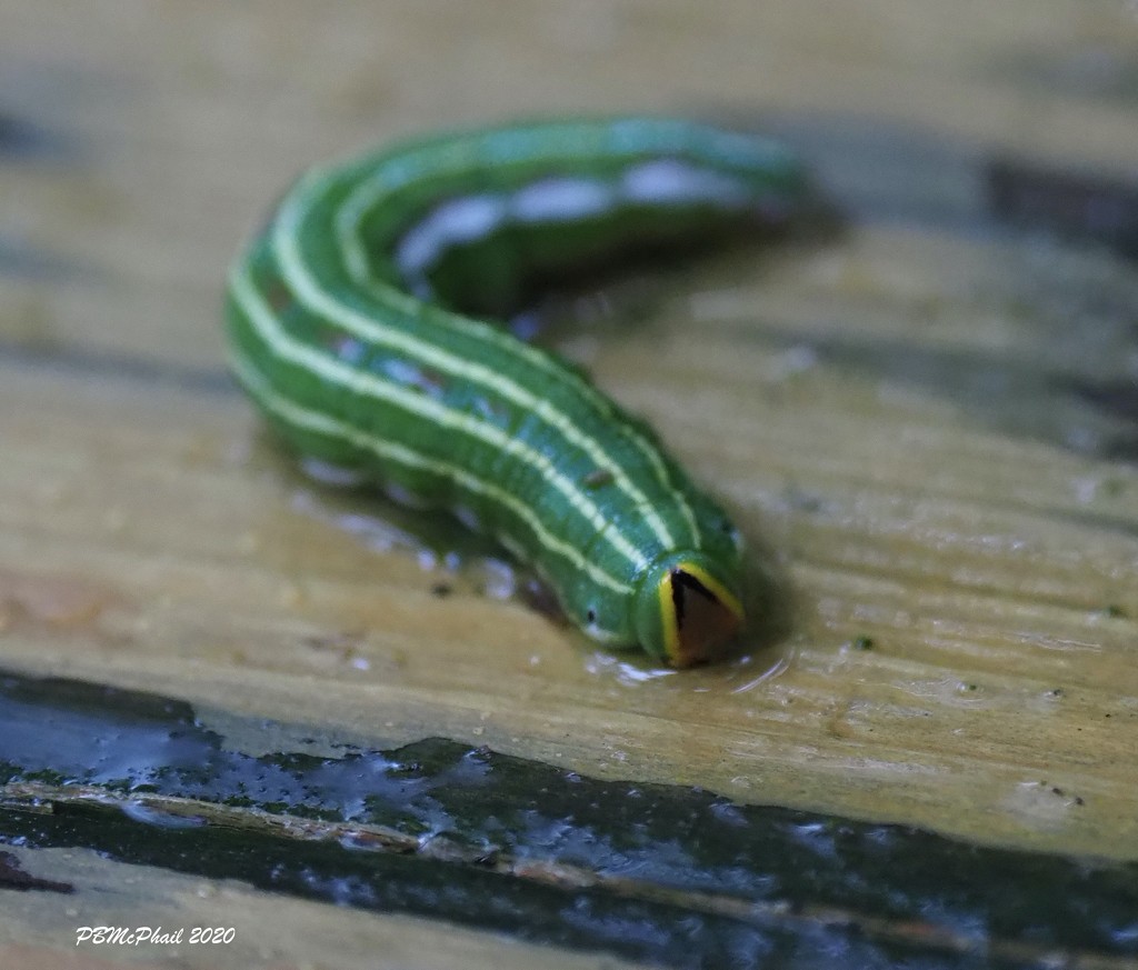 Striped Caterpillar by selkie