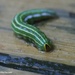 Striped Caterpillar by selkie