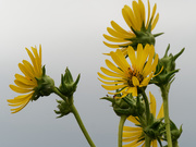 3rd Aug 2020 - compass plant