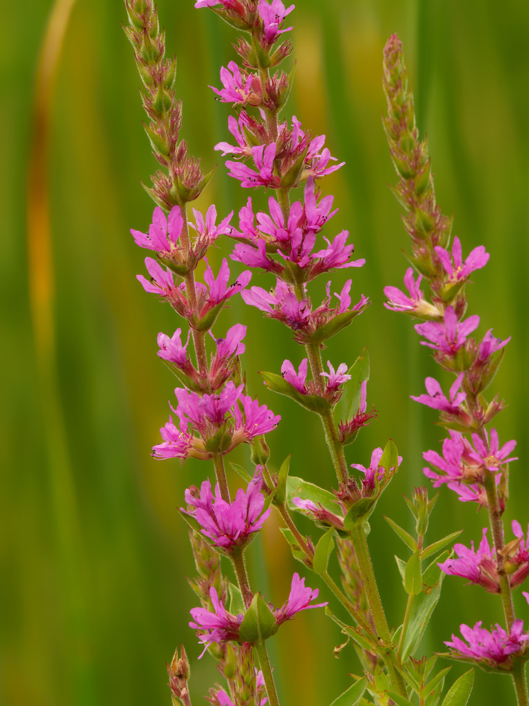 purple loosestrife  by rminer