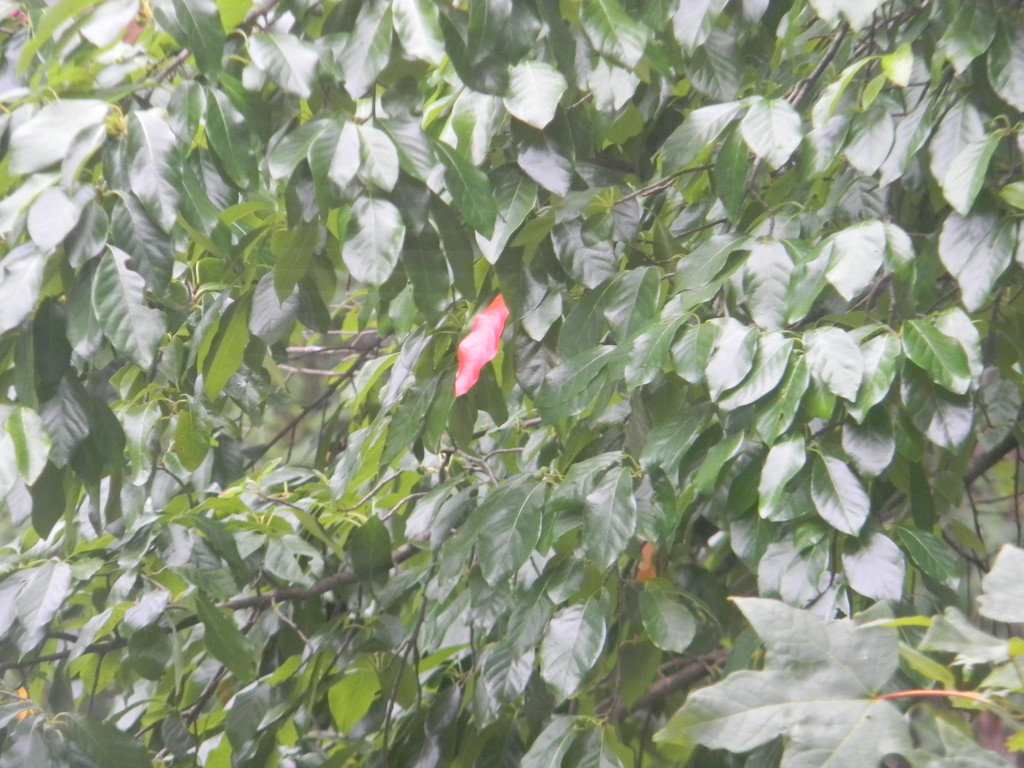 Red Leaf in Blackgum Tree by sfeldphotos