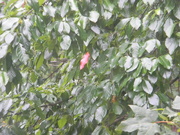 3rd Aug 2020 - Red Leaf in Blackgum Tree
