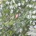 Red Leaf in Blackgum Tree by sfeldphotos
