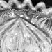 Vase abstract BW by homeschoolmom