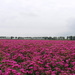 Purple plain by pyrrhula