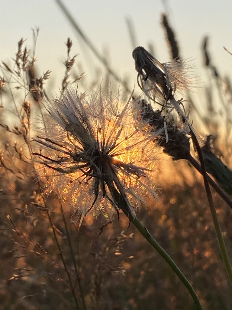 Even weeds can be beautiful in the right light by clay88