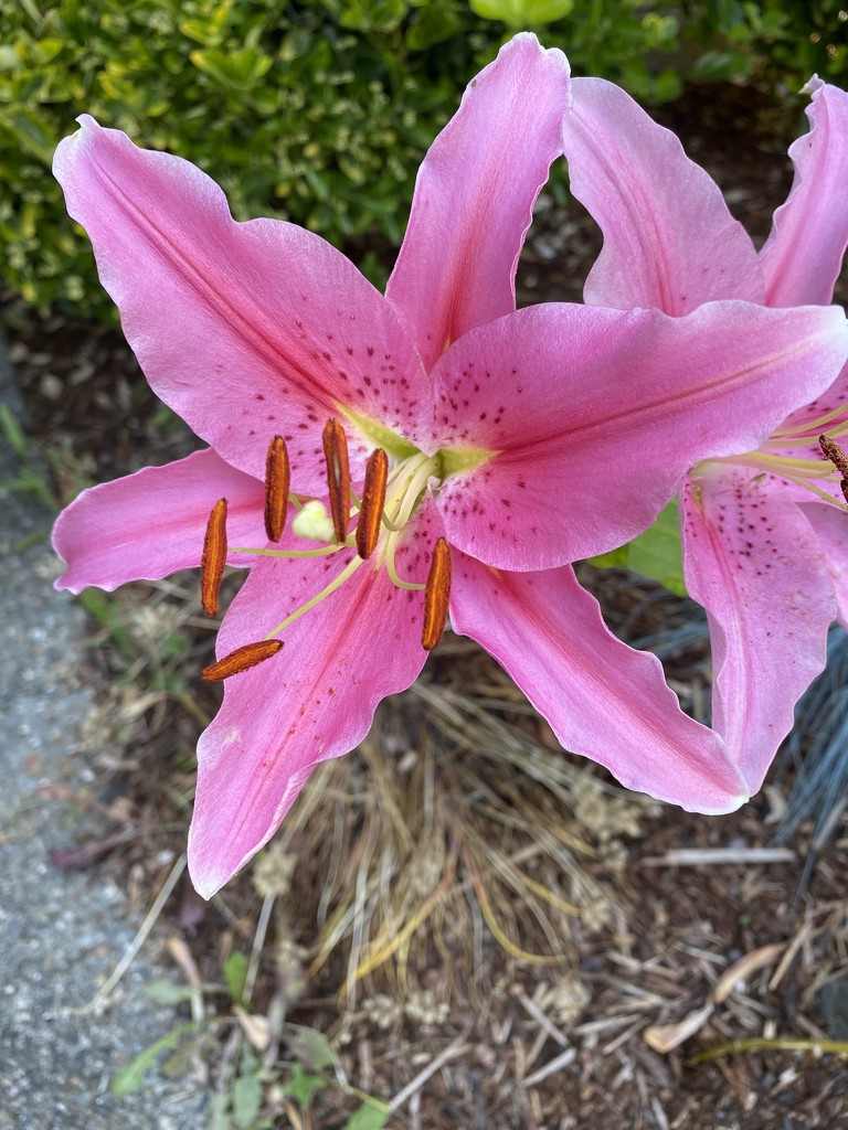 Pink Lily by clay88