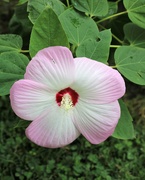 3rd Aug 2020 - August 3: Hibiscus
