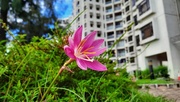 4th Aug 2020 - Pink rain lily