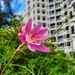 Pink rain lily by wongbak