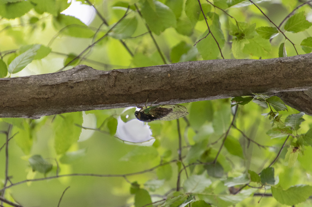 Cicada by timerskine