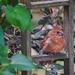Young Cardinal by gardencat