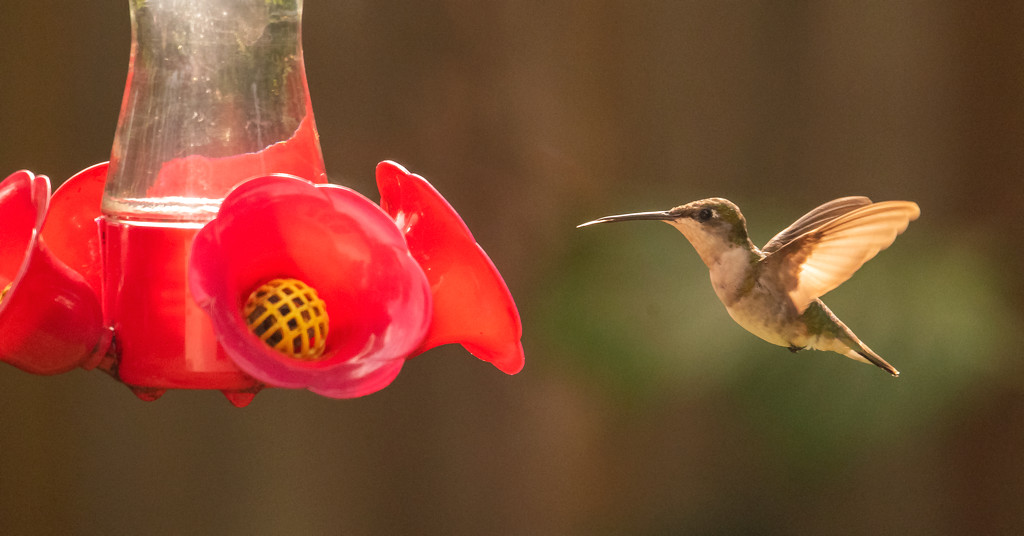 Hummingbird Through the Window! by rickster549
