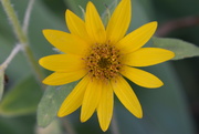 3rd Aug 2020 - Tiny, Volunteer Sunflower
