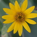 Tiny, Volunteer Sunflower by bjywamer