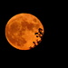 Sturgeon Moon by genealogygenie