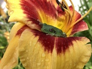 3rd Aug 2020 - flower frog