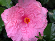 3rd Aug 2020 - Maybe: Luna Rose Hibiscus