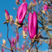 Magnolia buds by yorkshirekiwi