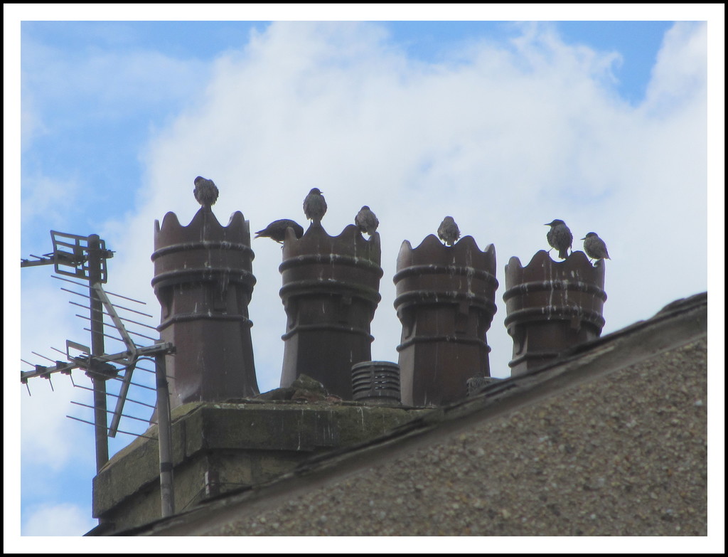 Starlings on 4 chimney pots. by grace55