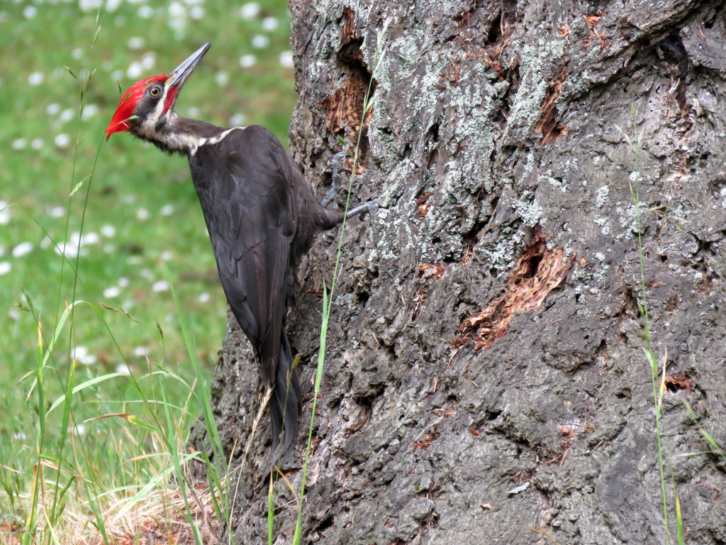 Pileated Woodpecker by seattlite