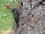 4th Aug 2020 - Pileated Woodpecker