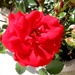 Ruža na taraci by vesna0210