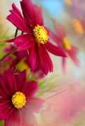 4th Aug 2020 - Cosmos flowers.......... 