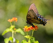 3rd Aug 2020 - LHG-0363- swallowtail on lantana
