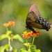 LHG-0363- swallowtail on lantana by rontu