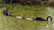 5th Aug 2020 - Swan Family Outing ~     