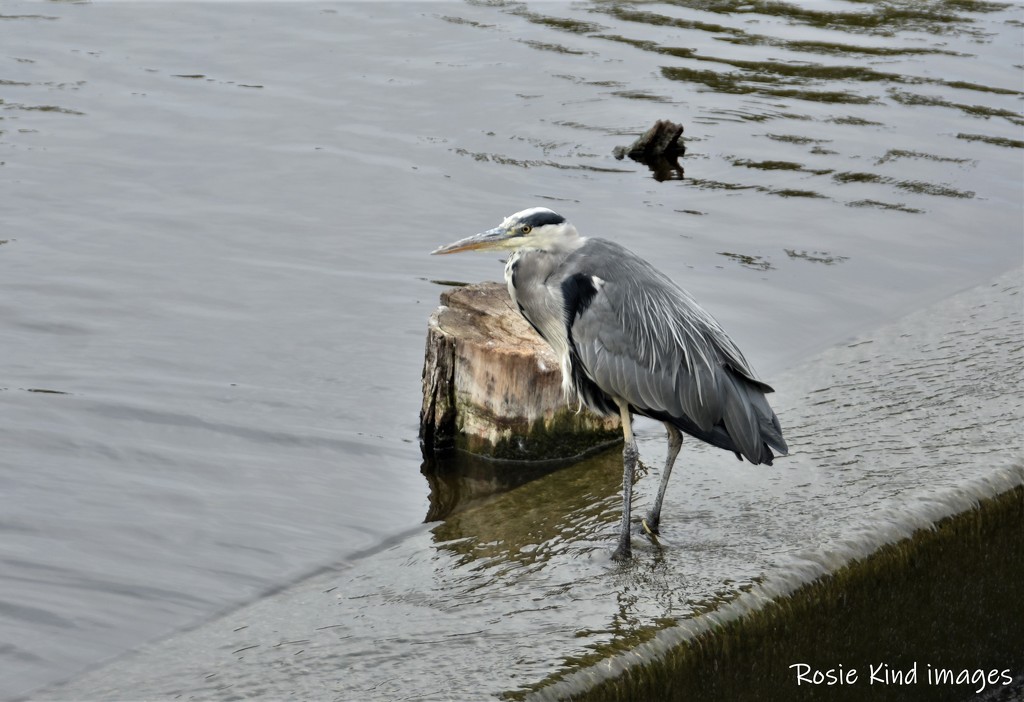 Fishing by rosiekind